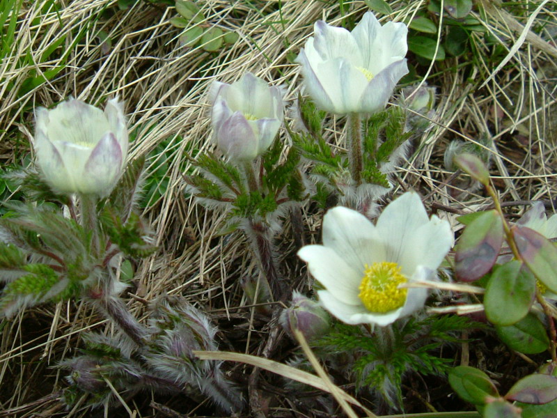 Pulsatilla alpina / Pulsatilla alpina